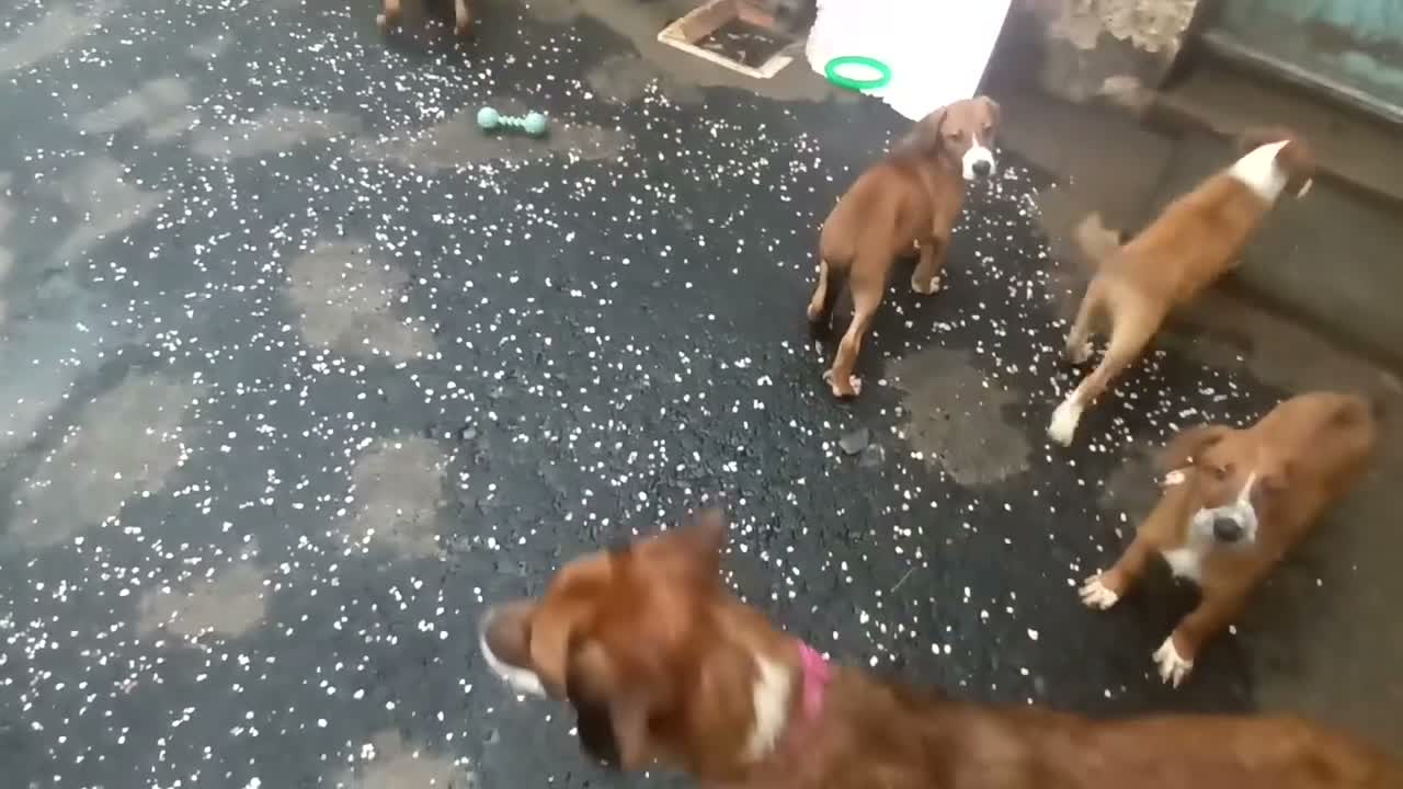 Mixed Breed dogs for sale: Border collie x puppies - Video 1