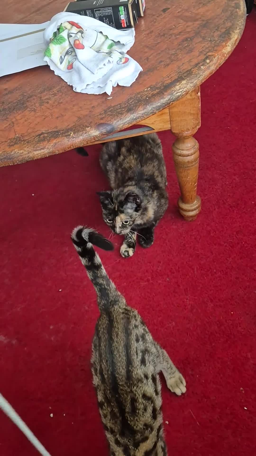 Mixed Breed cats for sale: Cute tabby kitten - Video 1