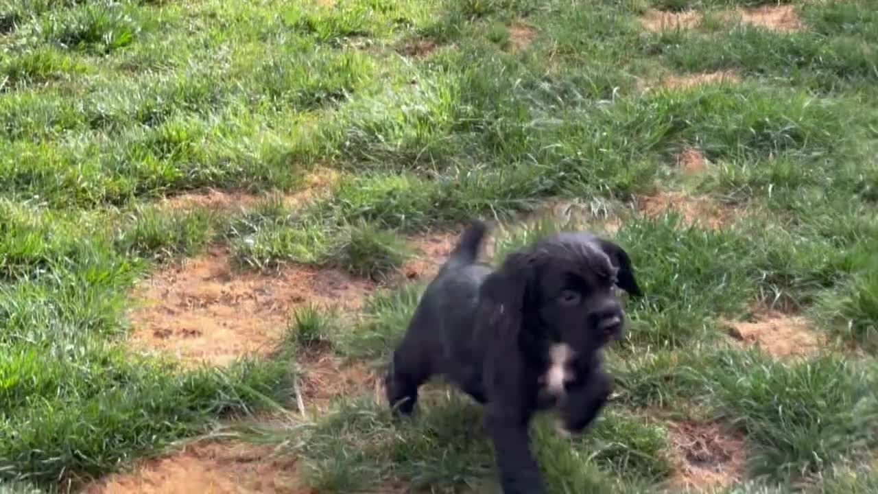 Cocker Spaniel dogs for sale: KC Reg – Fully Health Tested – Working Cocker Pups - Video 1