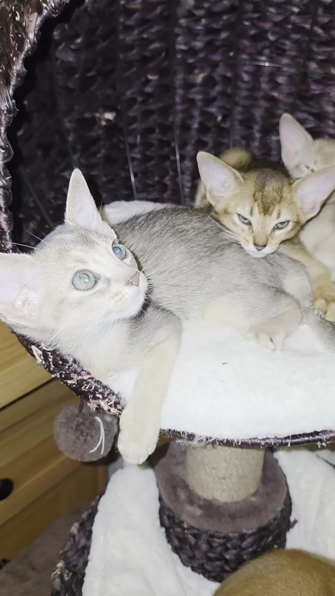 Abyssinian cats for sale: Beautiful Aby  kitten from Champions line - Video 2