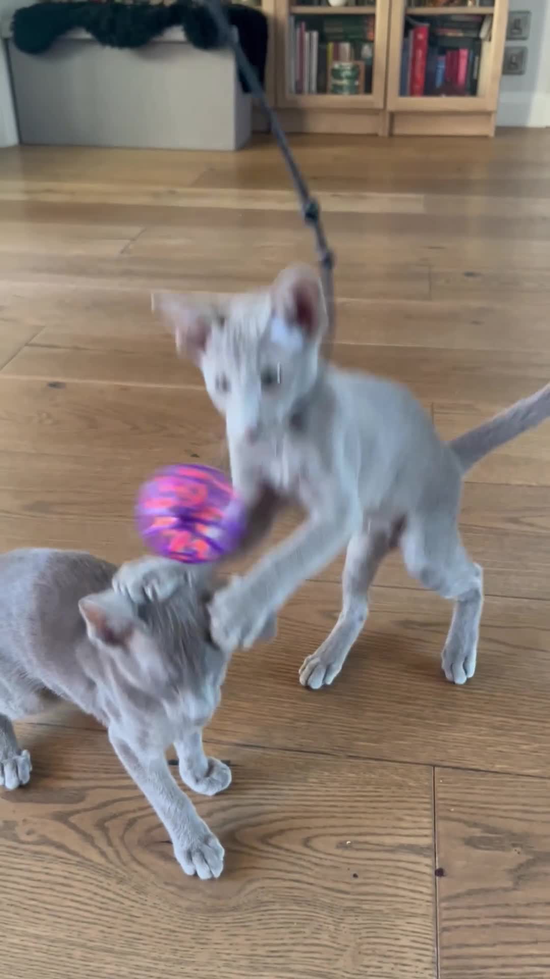 Oriental cats for sale: Supreme pedigree Oriental kittens GCCF reg - Video 1