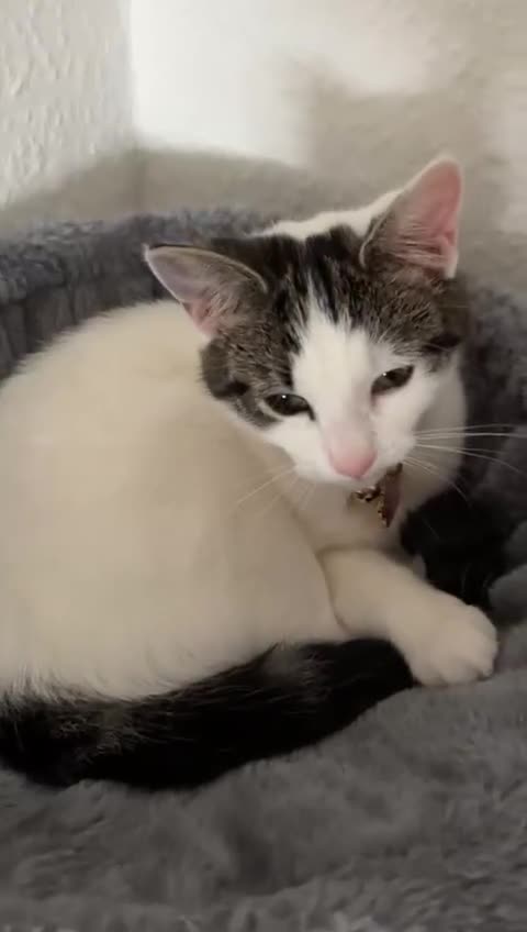 Mixed Breed cats for sale: Rosie - Video 2