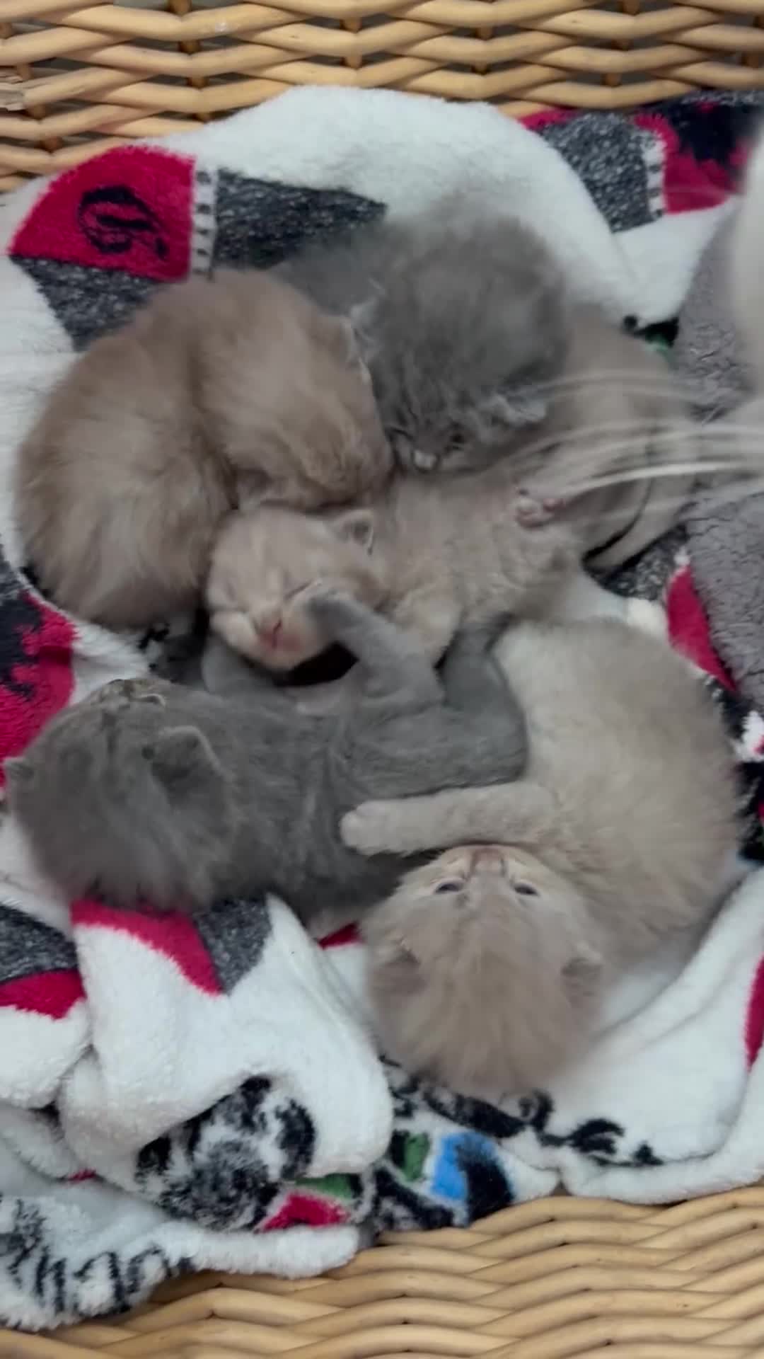British Shorthair cats for sale: British Shorthair Kittens  - Video 1