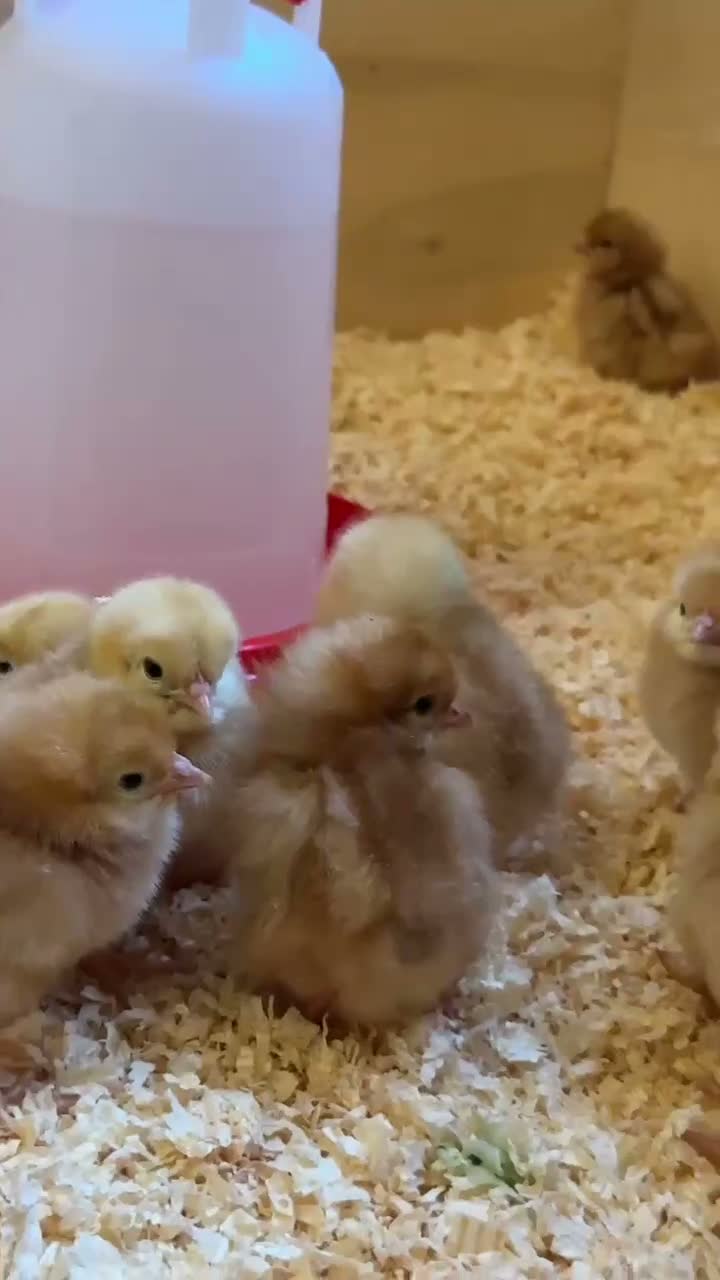 Chickens poultry for sale: Female Day Old chicks Available now! - Video 1