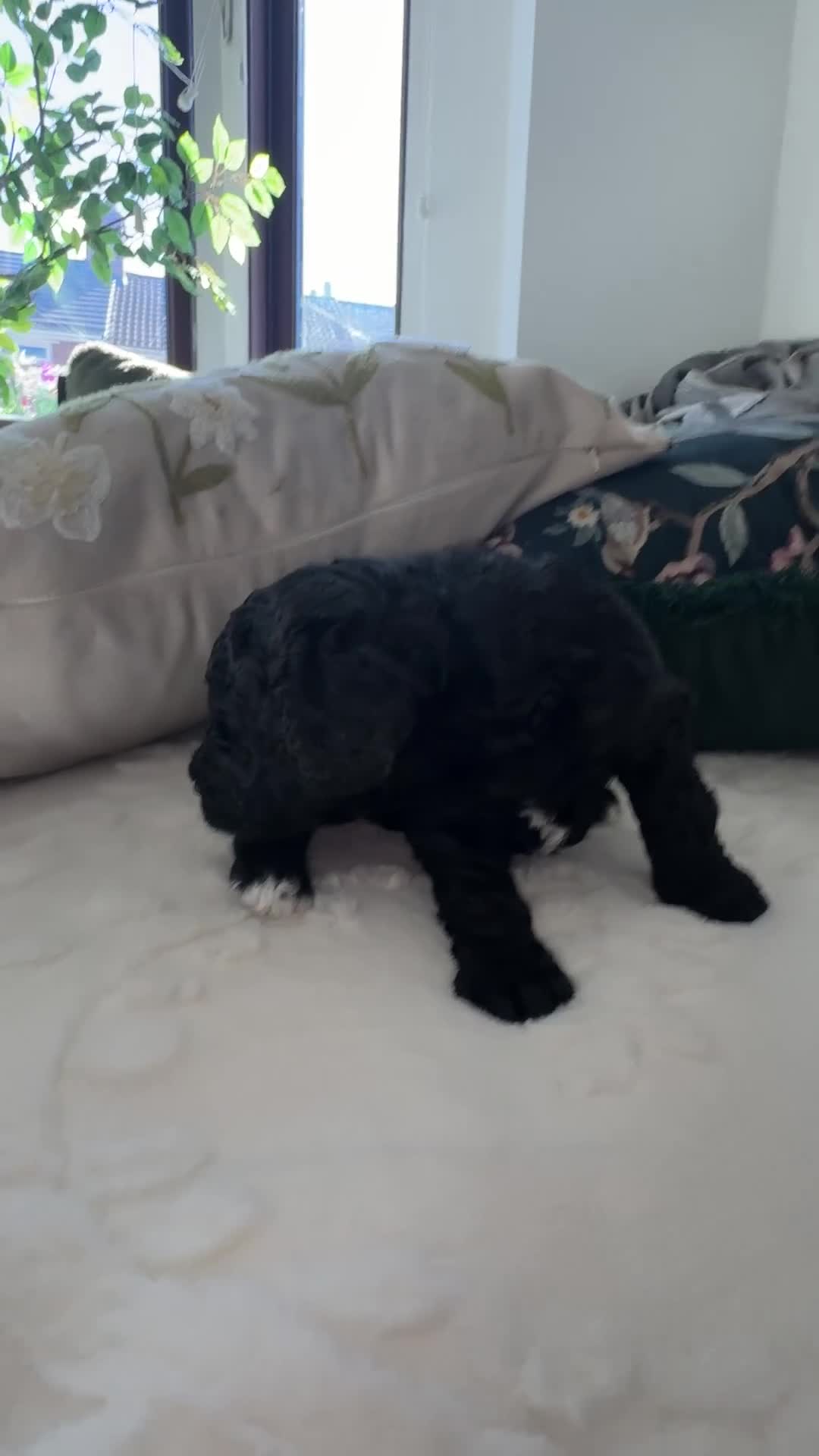 Cockapoo dogs for sale: Real life Teddy Bears! F1B cockapoo miniature - Video 5