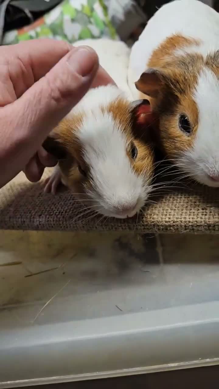 Guinea Pig rodents for sale: Beautiful well handled baby boys guinea pigs  - Video 3