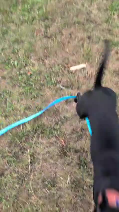Patterjack dogs for sale: Morris *single pet home only* - Video 1