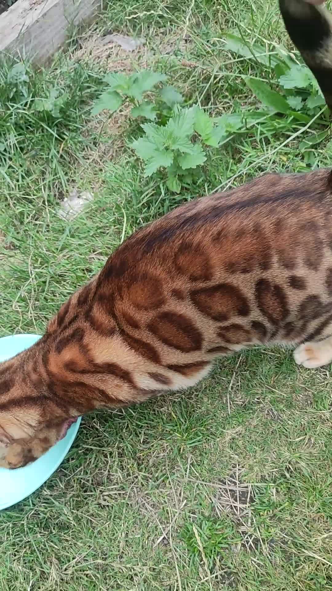 Bengal cats for sale: 🐆 Beautiful TICA Registered Bengal – SarI 🐆 - Video 1