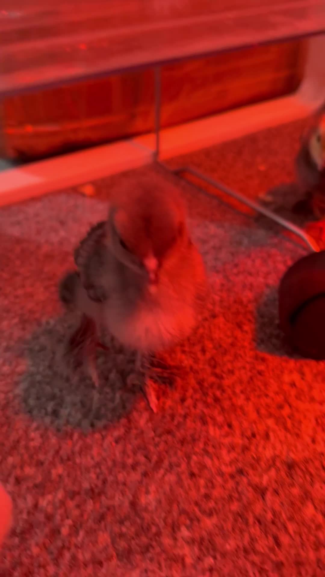 Mixed Breed birds for sale: 2 gold and grey baby chicks  - Video 1