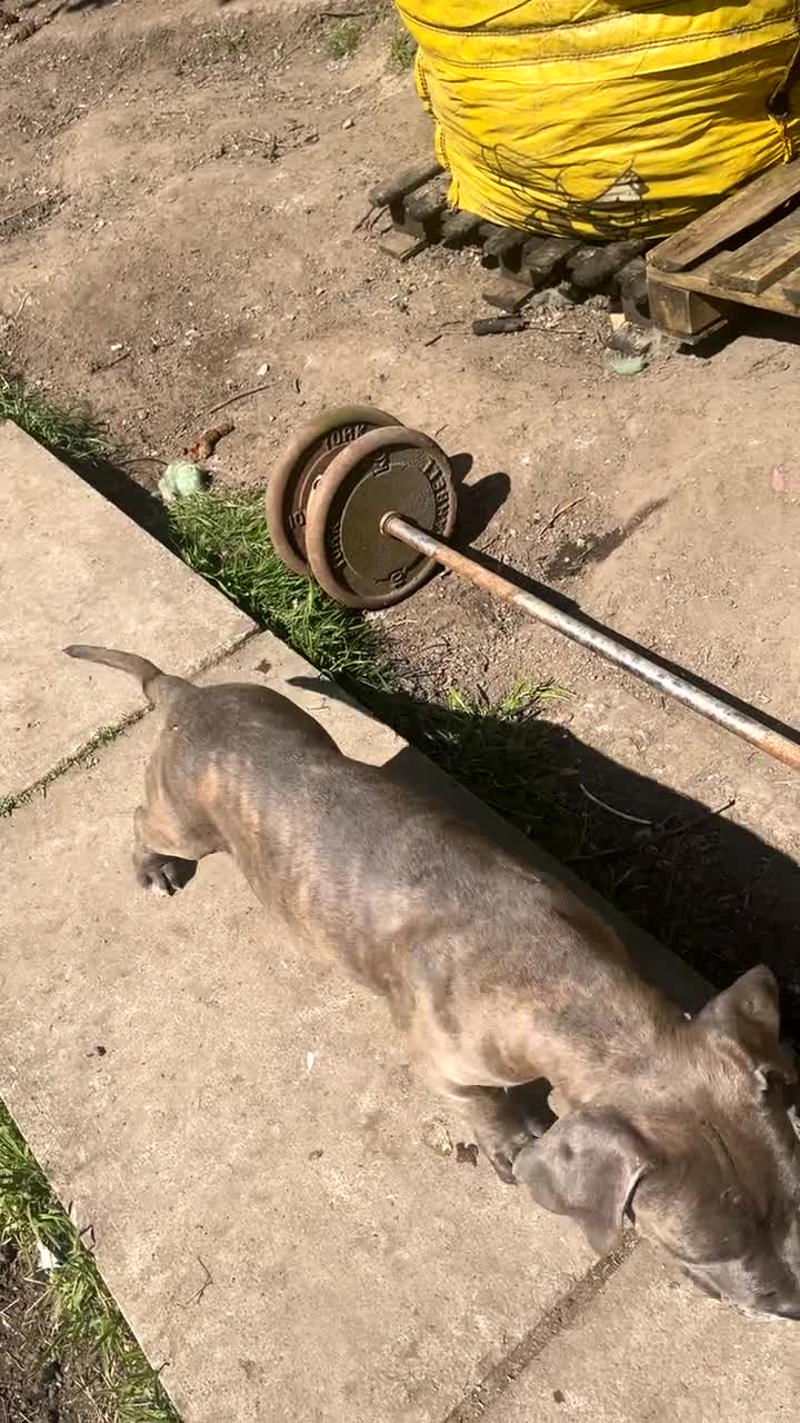 Cane Corso dogs for sale: Turner Hooch puppies Italian Mastiff Cane Corso - Video 3