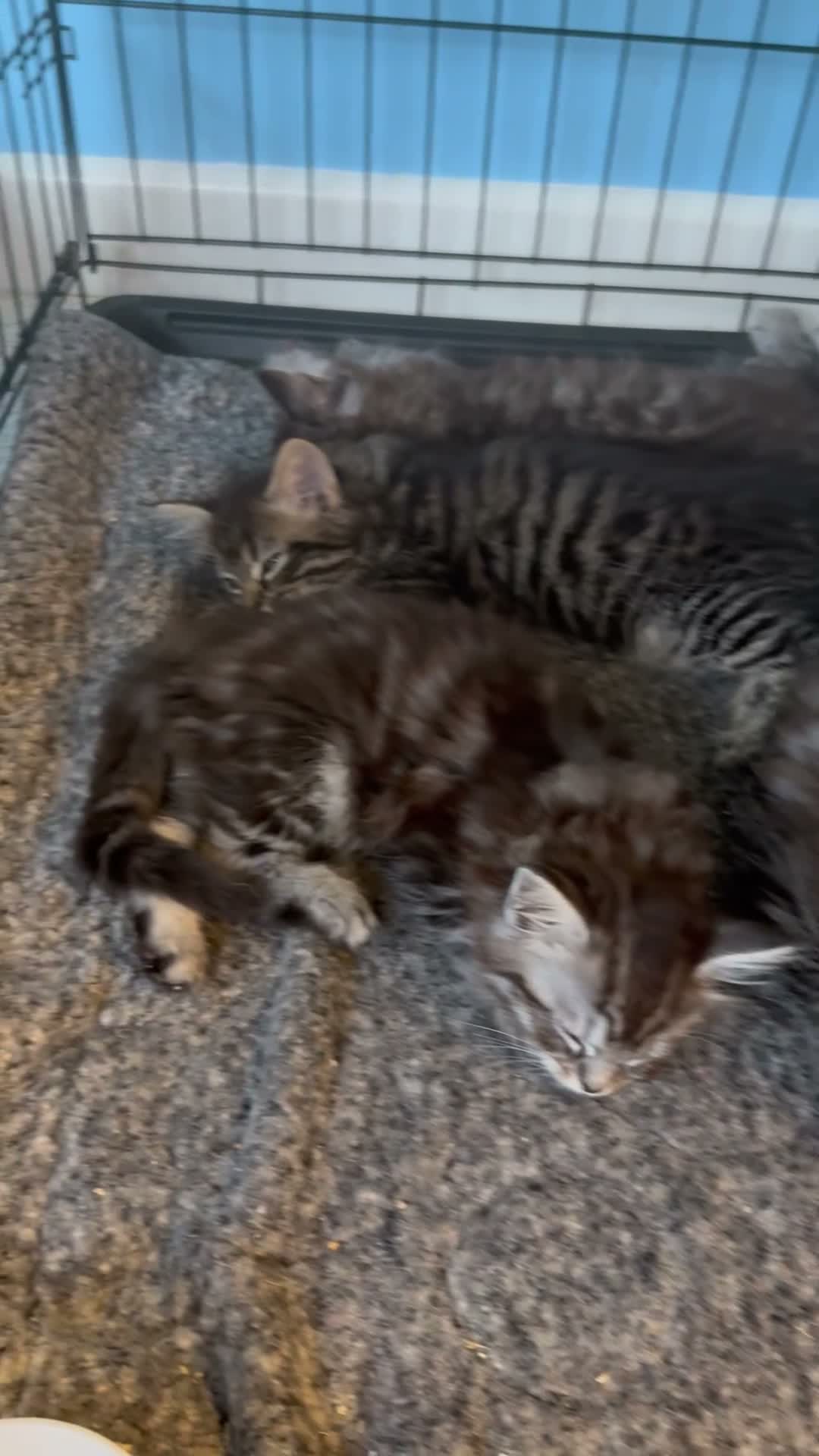 Mixed Breed cats for sale: Mainecoon/Ragdoll kittens  in Winscombe - Video 2