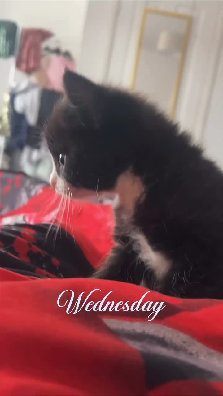 Mixed Breed cats for sale: Black & White Kittens — Loving Homes - Video 1
