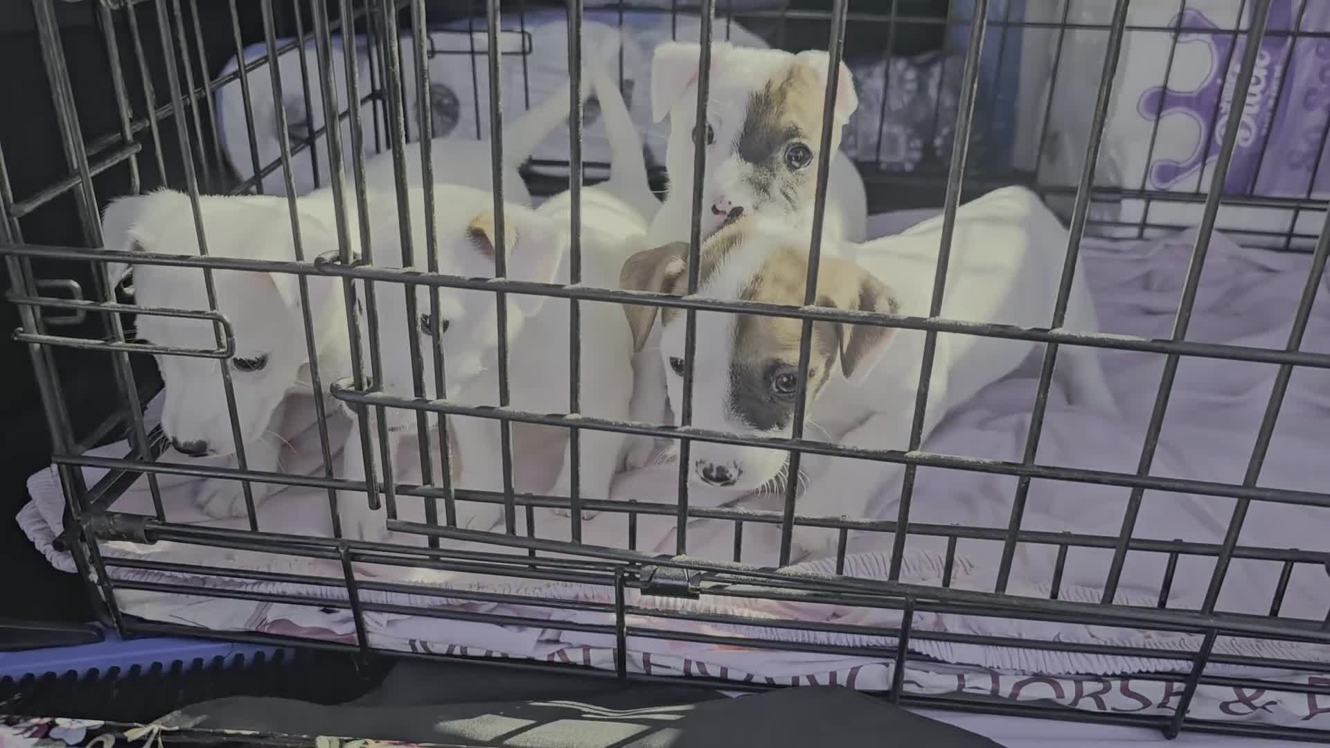 Jack Russell dogs for sale: Jack Russell Puppies  - Video 1