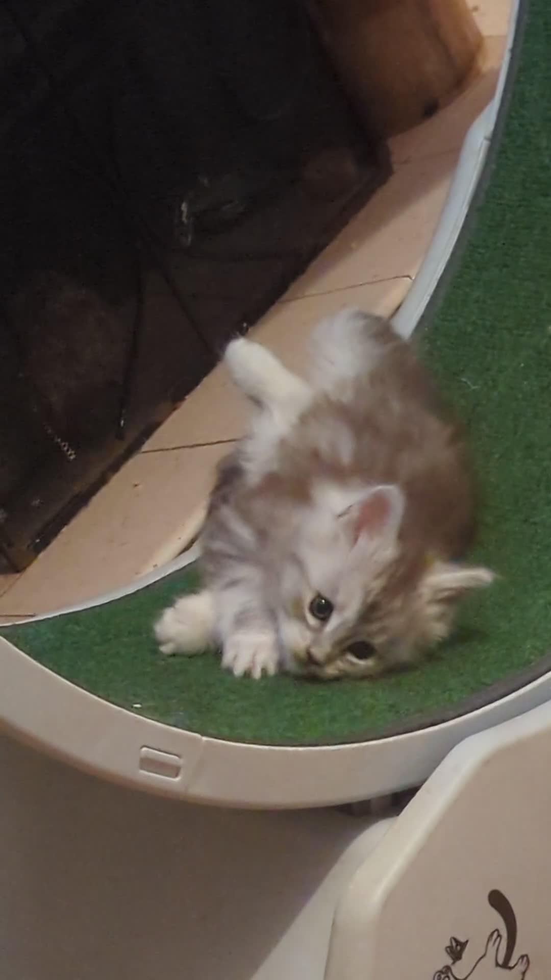 Maine Coon cats for sale: Stunning Maine coon girls *only 2 remaining* - Video 1