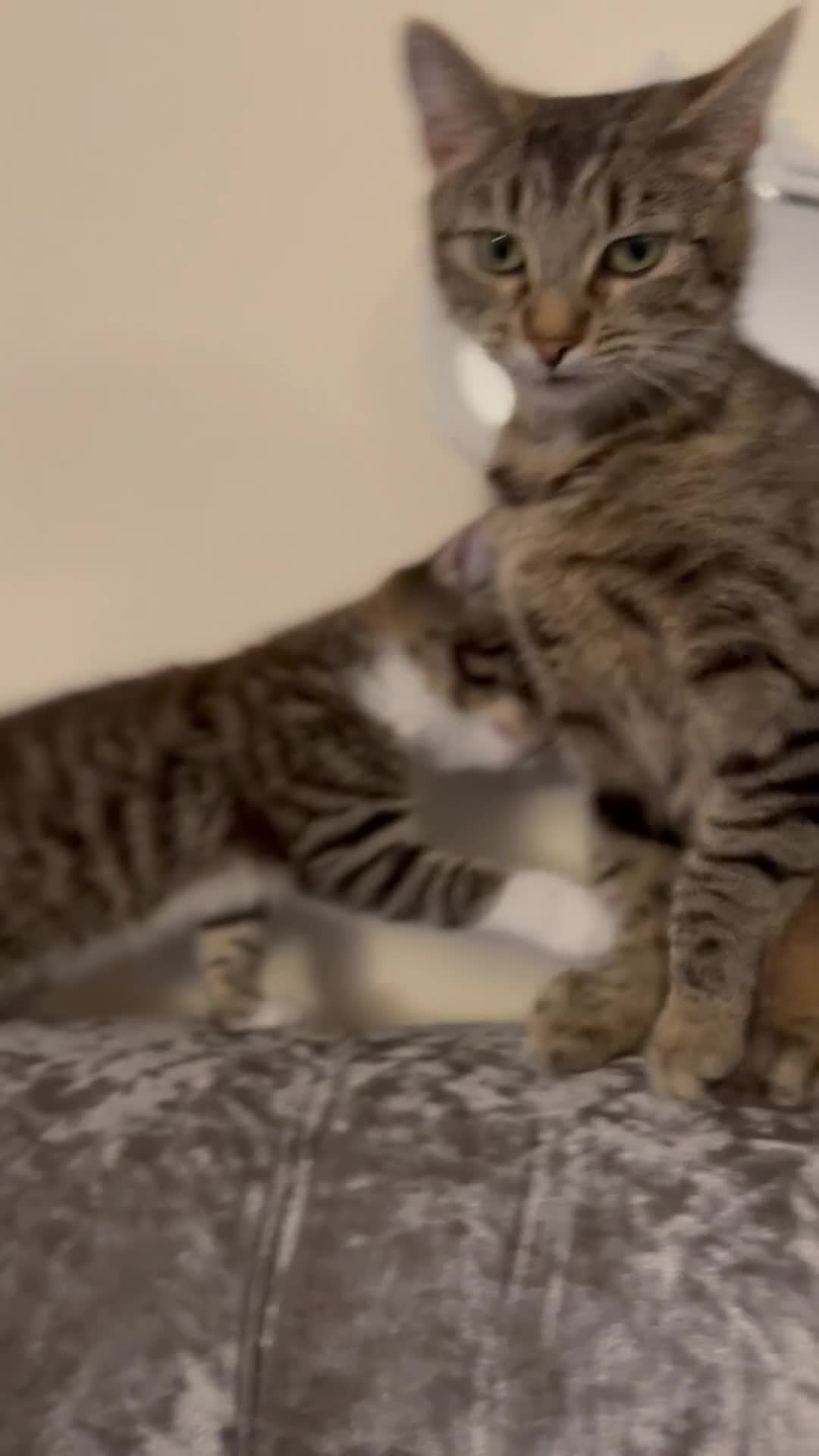 Mixed Breed cats for sale:     ✨ Stunning Longhair Kittens – Walter & Ted ✨  in Weston-super-Mare - Video 5