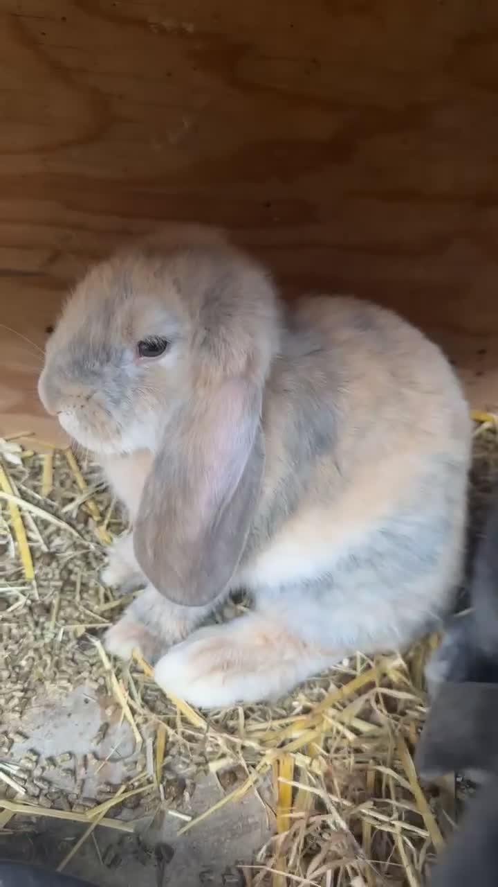 French Lop rabbits for sale: Gorgeous Giant French Lop - Video 2