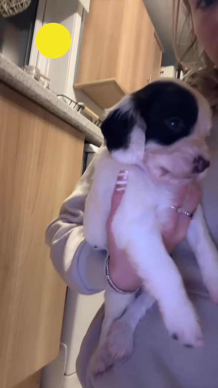 Sprocker dogs for sale: Sprocker Puppies - For Sale - Video 1