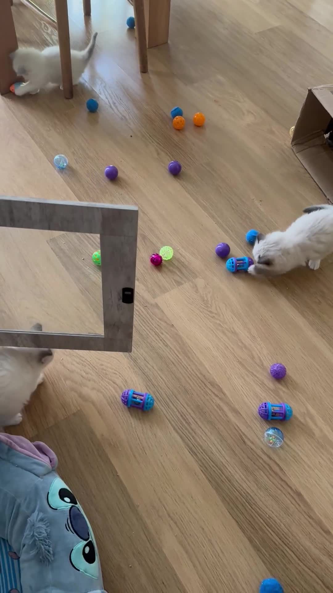 Ragdoll cats for sale: One boy available  - Video 1