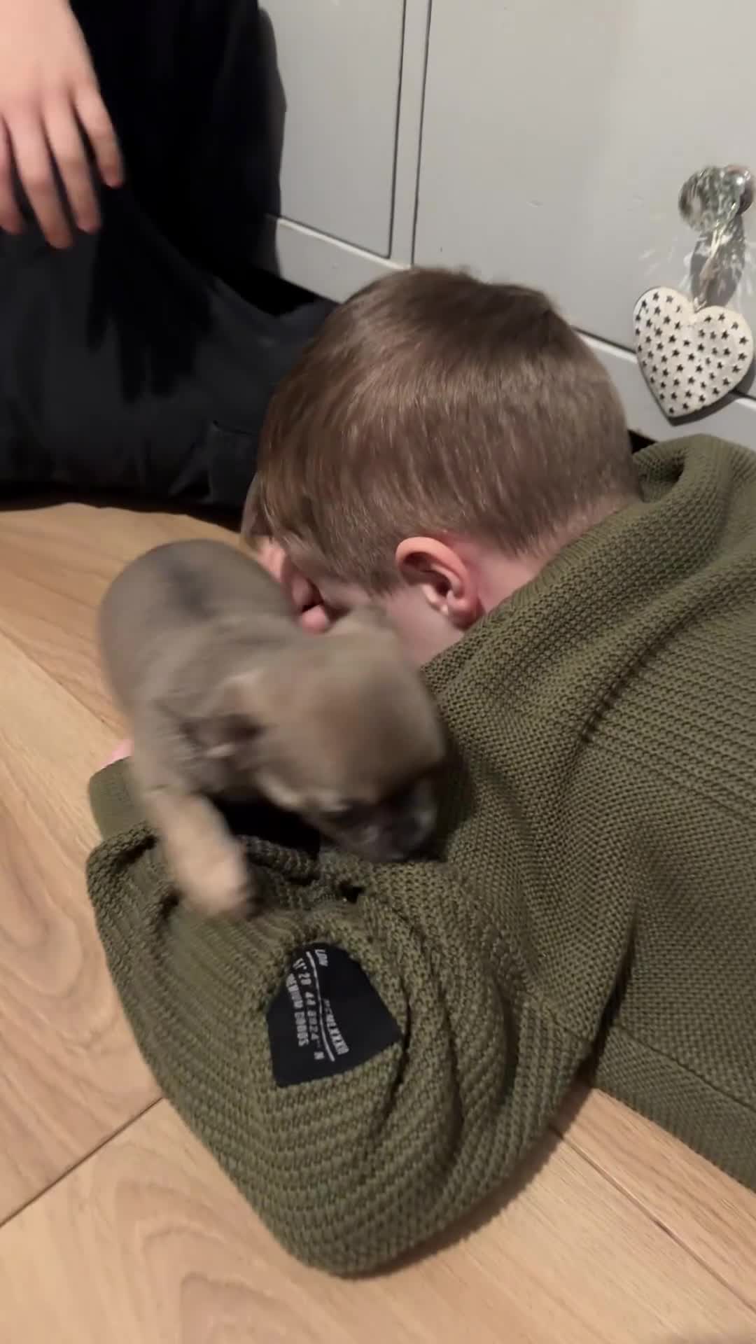 Chihuahua dogs for sale: Blue fawn male chihuahua puppy - Video 1