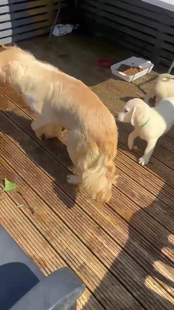 Goldador dogs for sale: GOLDADOR PUPPIES READY FOR NEW HOMES - Video 1