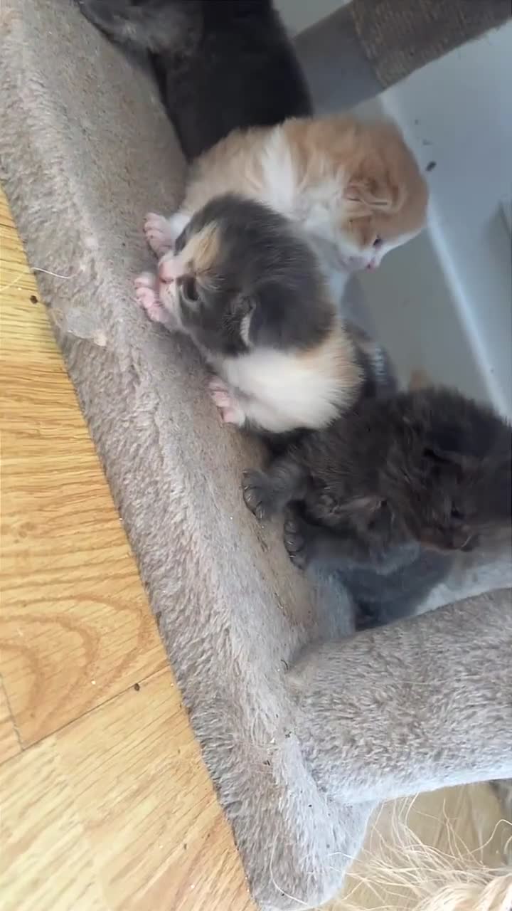 Mixed Breed cats for sale: Maine Coon cross Persian Kittens  - Video 3