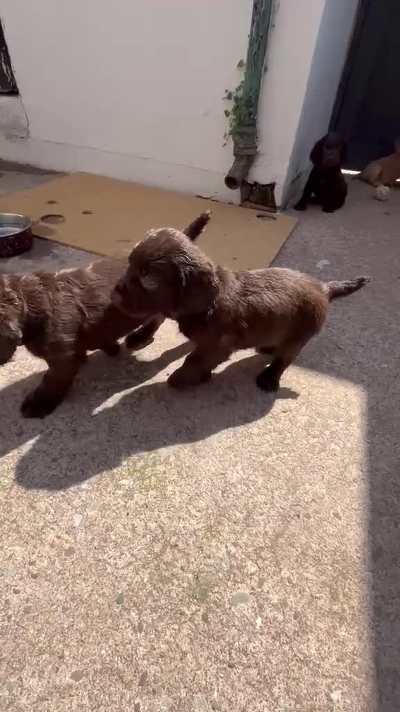 Cocker Spaniel dogs for sale: Working cocker spaniel  - Video 1