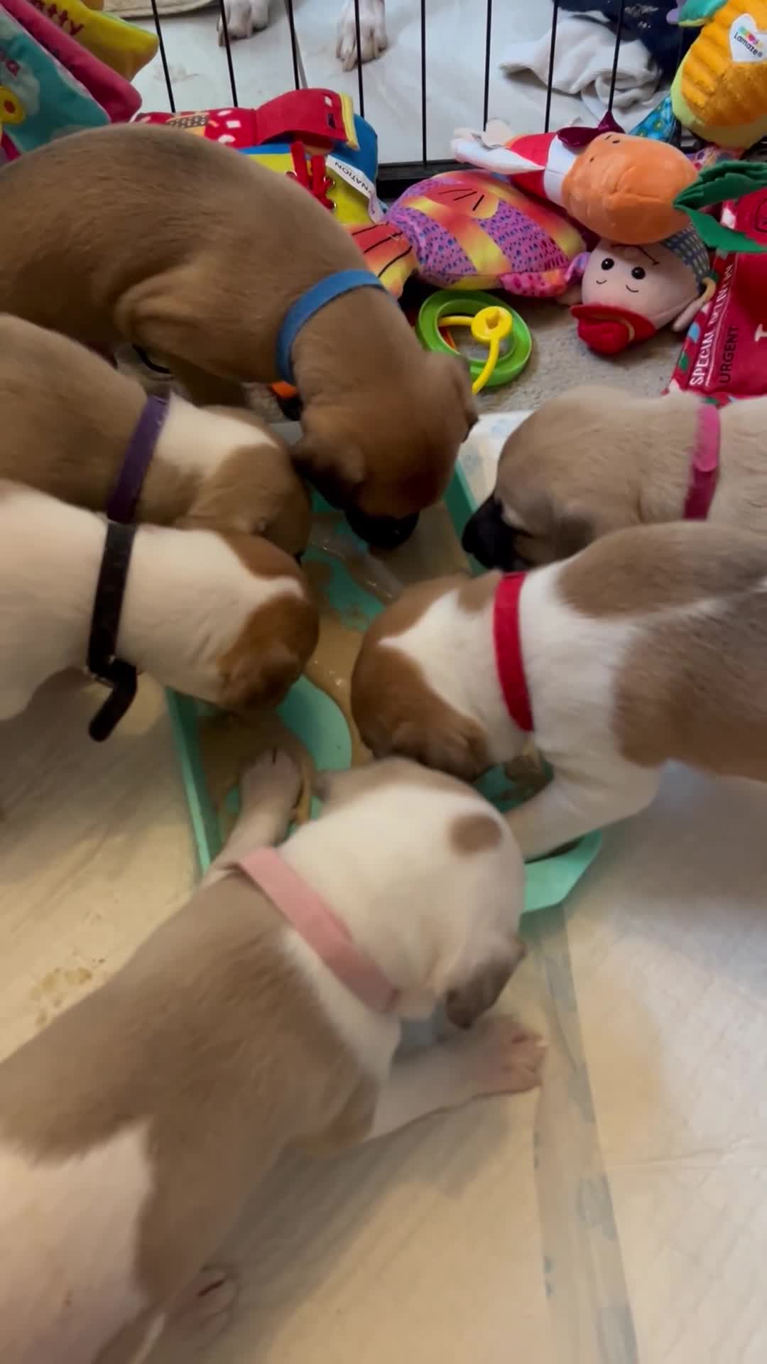 Whippet dogs for sale: 📣 Outstanding Show & Racing Lines - Video 1