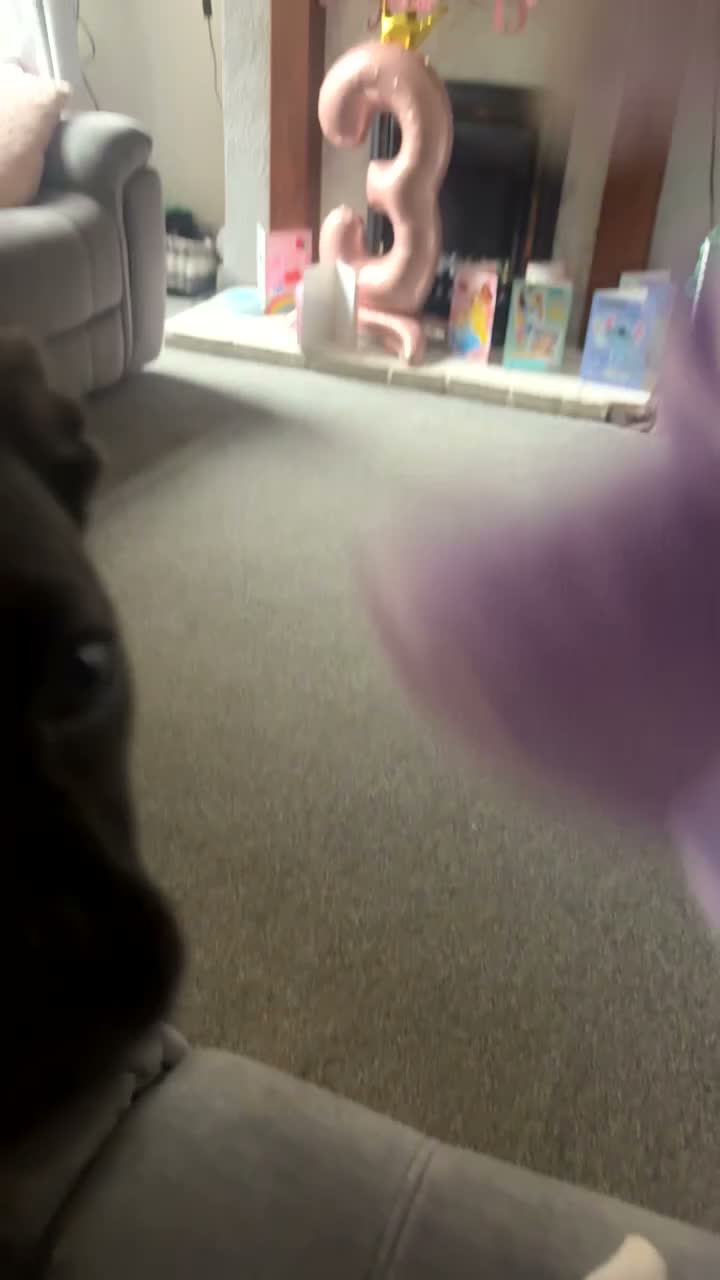 Mixed Breed dogs for sale: Coco Frenchie/bulldog - Video 1