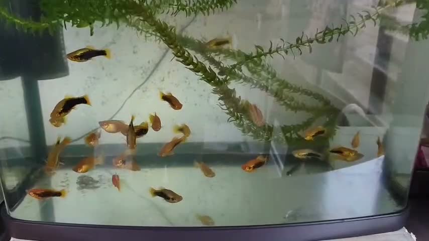 Live Bearers fish for sale: Variatus Platy for sale  - Video 1