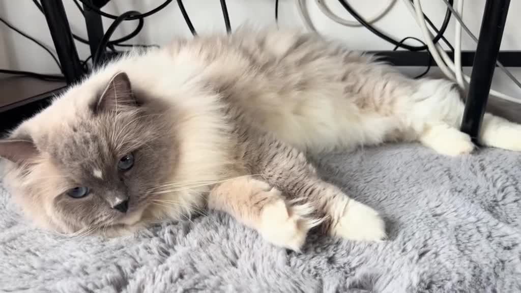 Ragdoll cats for sale: Male Ragdoll pure breed.  - Video 4