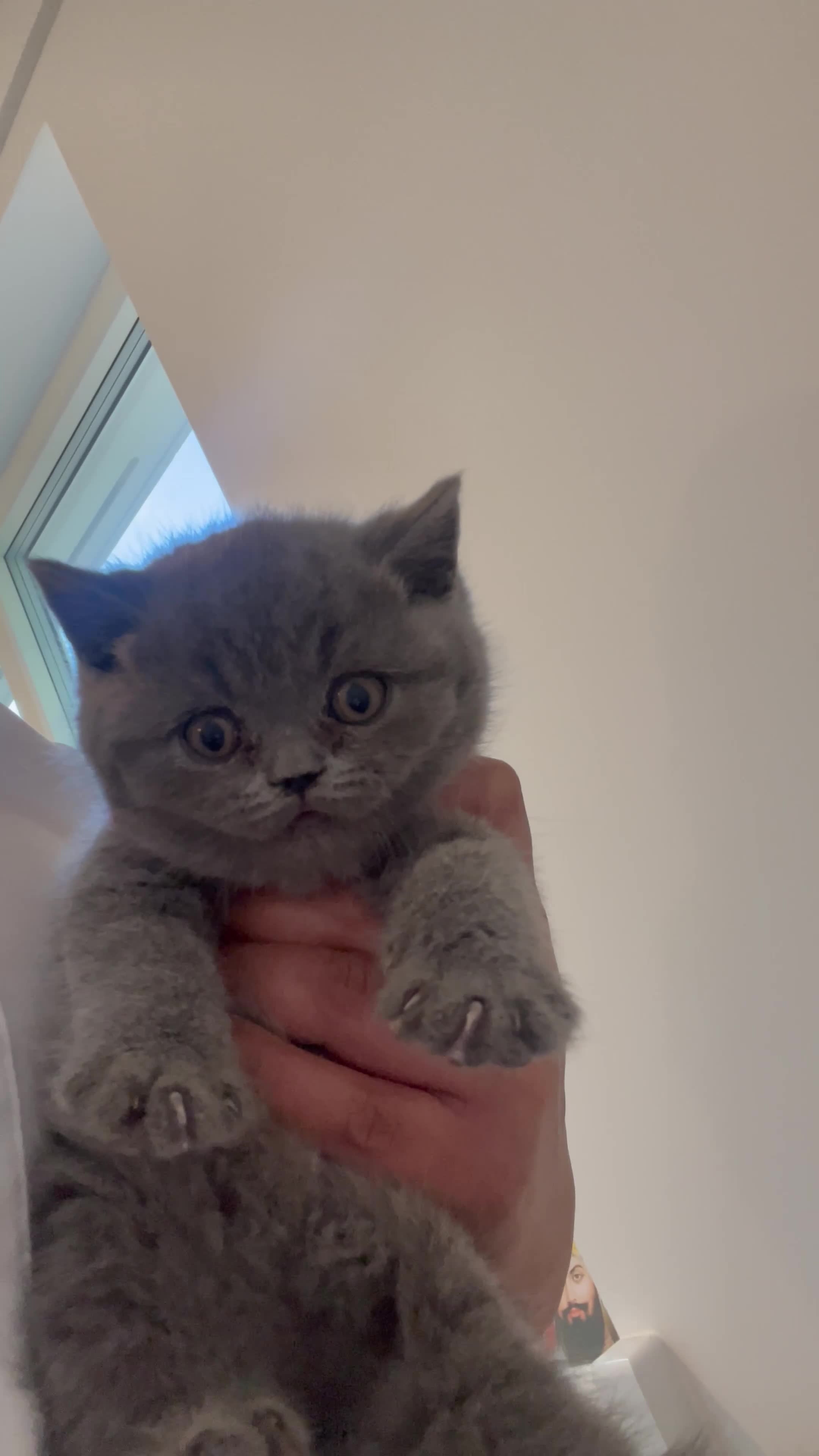 British Shorthair cats for sale: Pedigree British shorthair kittens  - Video 2