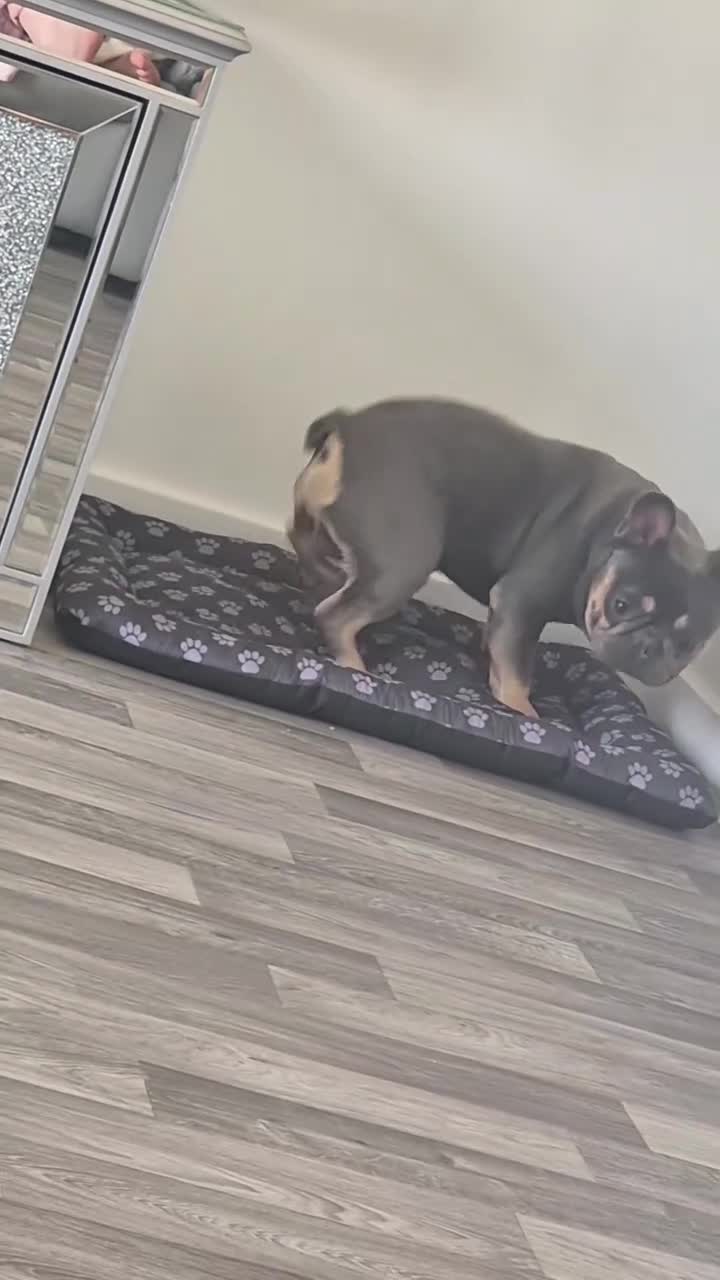 French Bulldog dogs for sale: Blue & Tan male french bulldog in Weston-super-Mare - Video 1