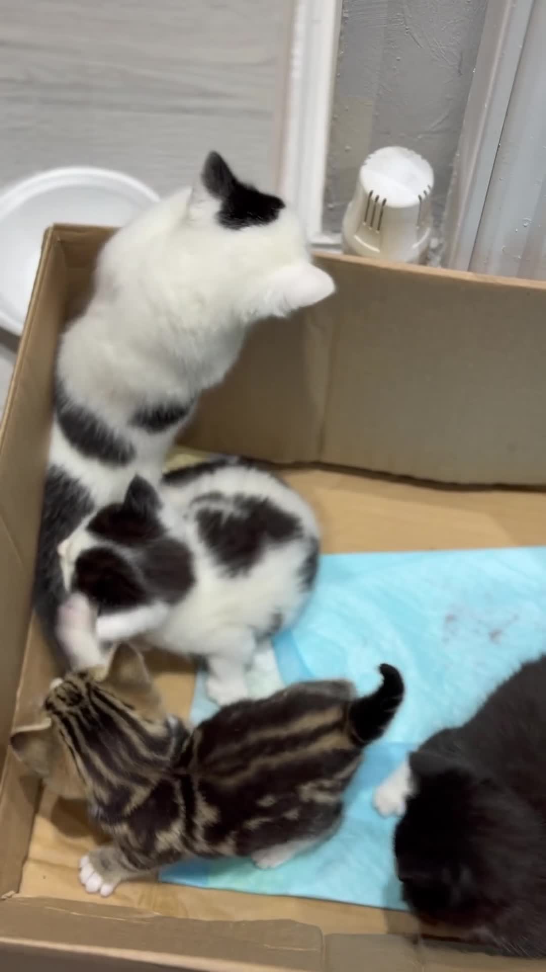 Mixed Breed cats for sale: 5 kittens for sale  - Video 2