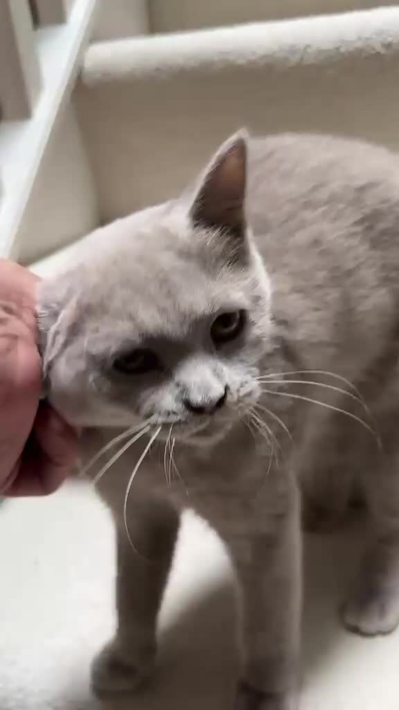 British Shorthair cats for sale: BSH 5 Generation Pedigree Lilac Kitten - Video 1