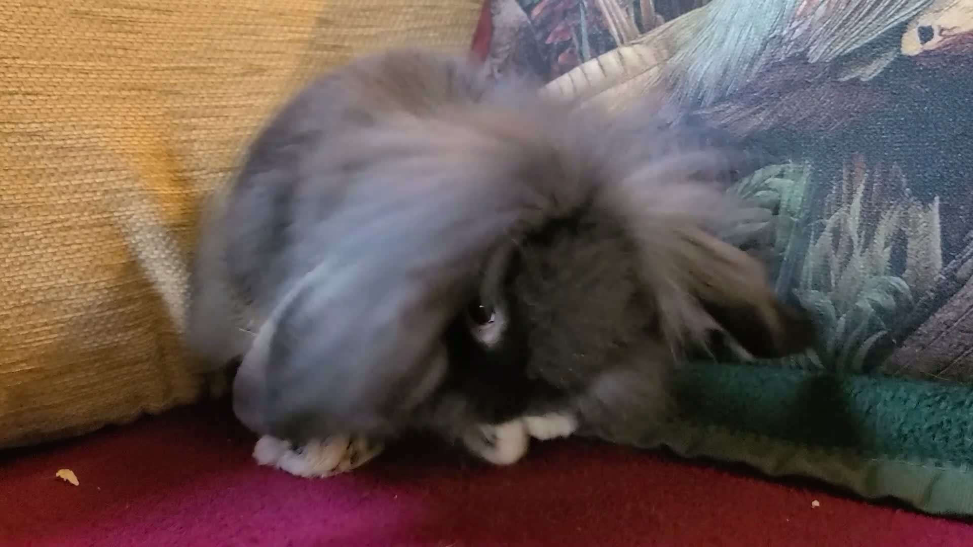 Mixed Breed rabbits for sale: Friendly bunnies ready to go in Southampton - Video 2