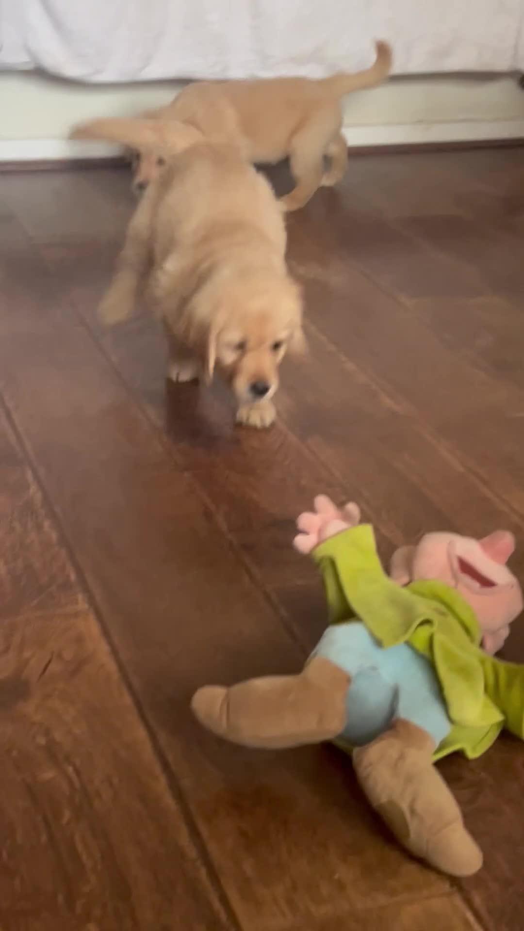 Golden Retriever dogs for sale: 🐾 Golden Retriever Puppies – Ready Now! 🐾 - Video 2