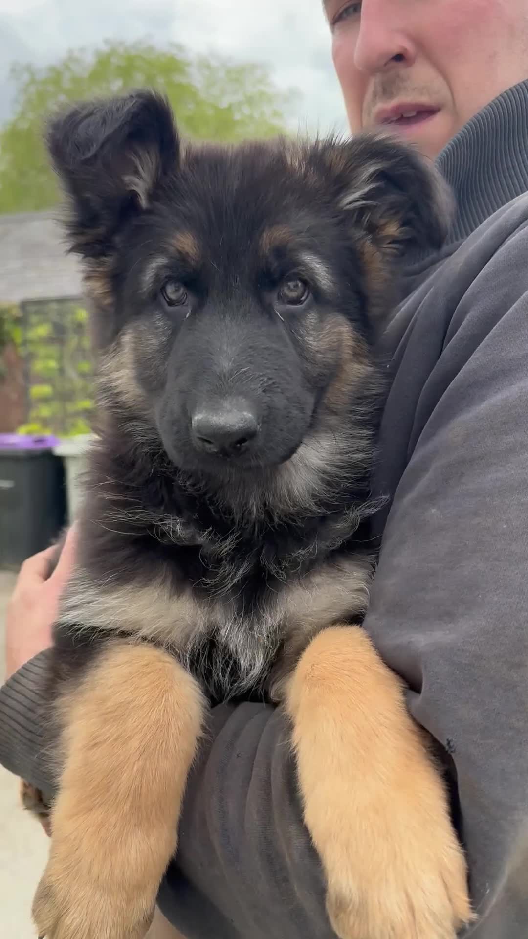 German Shepherd dogs for sale: Pure bred Straight Back German Shepherds - Video 1
