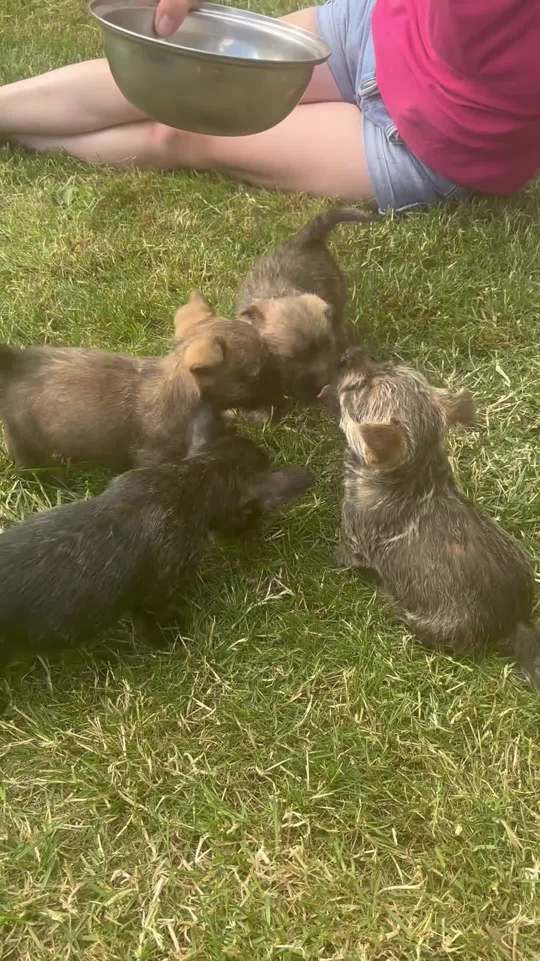 Cairn Terrier dogs for sale: SUNNYGLEN CAIRN TERRIERS - Video 1