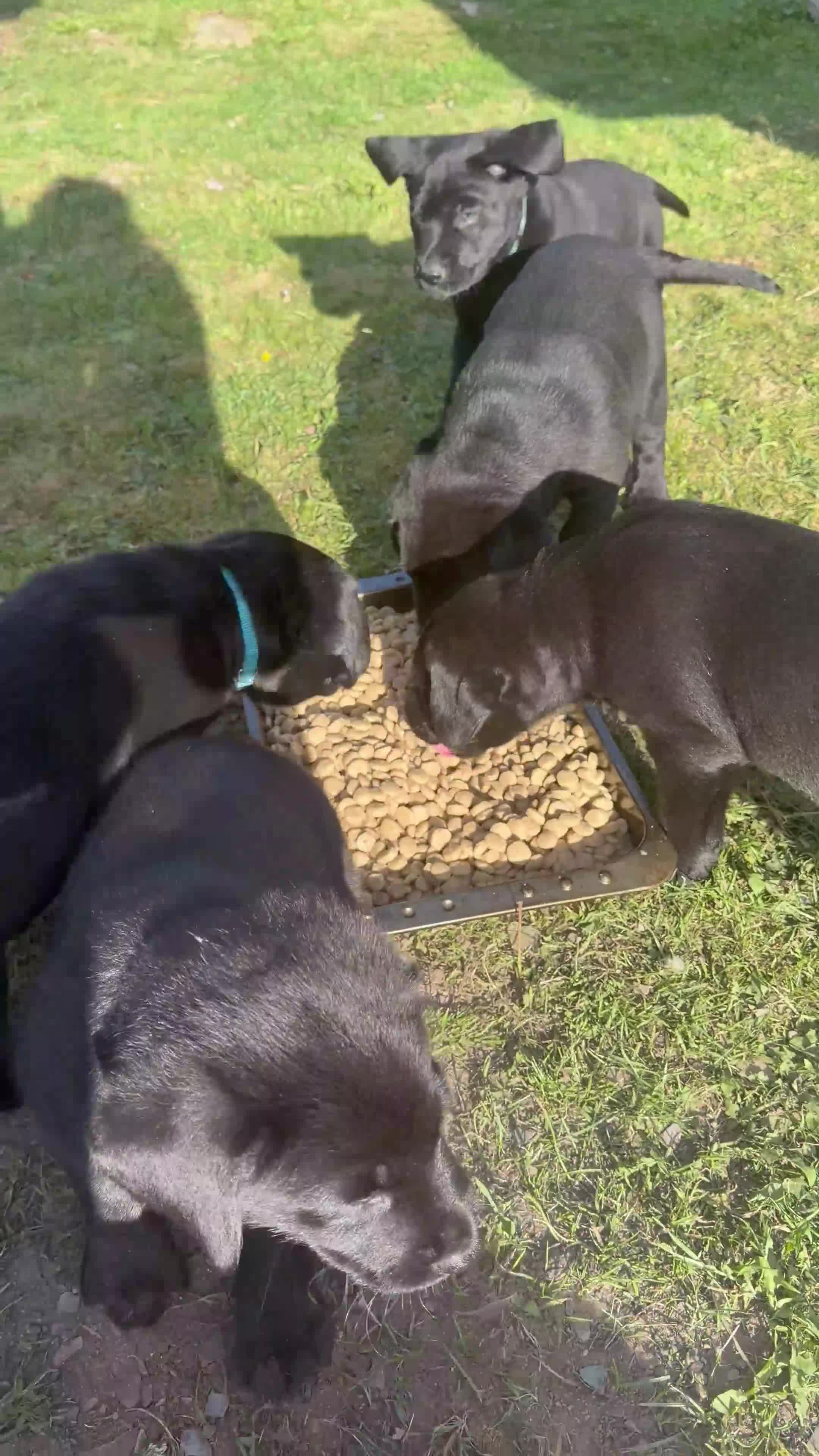 Mixed Breed dogs for sale: Labahoula x Collie-Lab puppies  - Video 3
