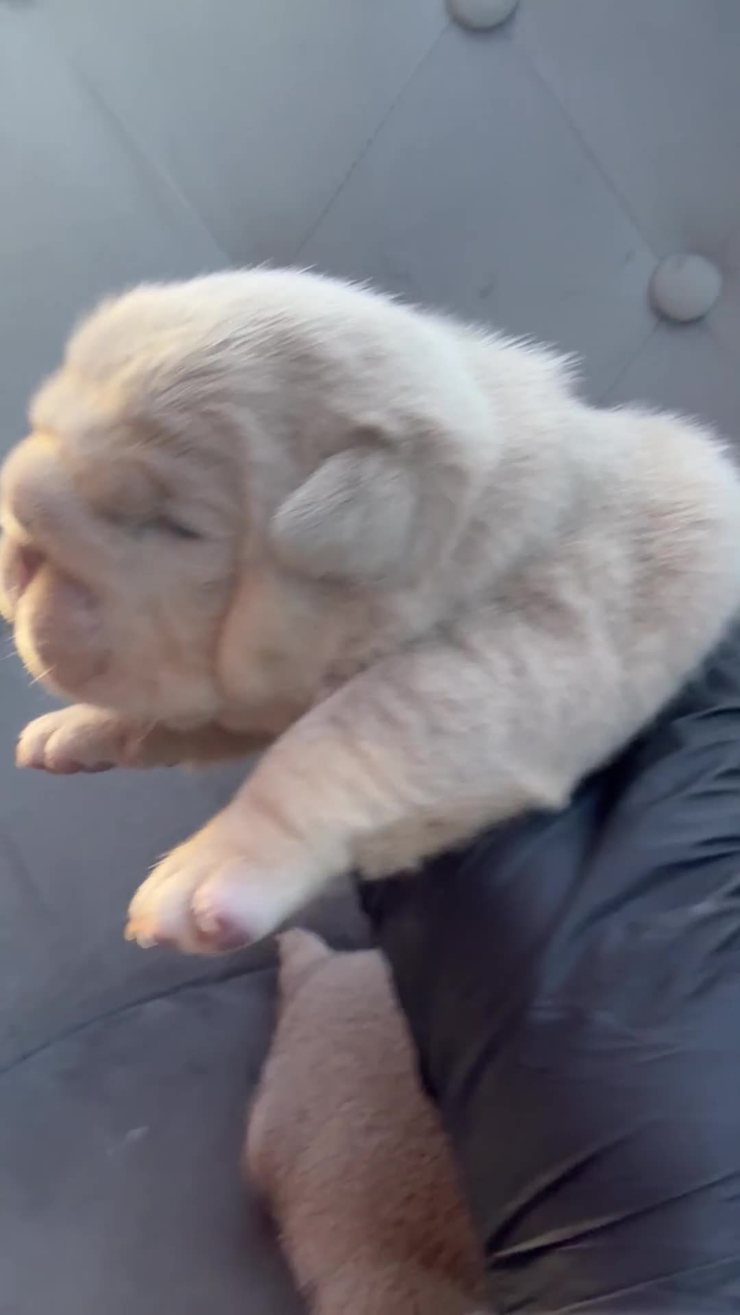 English Bulldog dogs for sale: KC Quality English Bulldogs  - Video 2