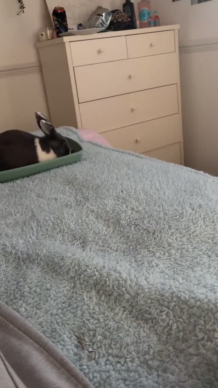 Mixed Breed rabbits for sale: 2 Male Bunnies in High Wycombe - Video 3