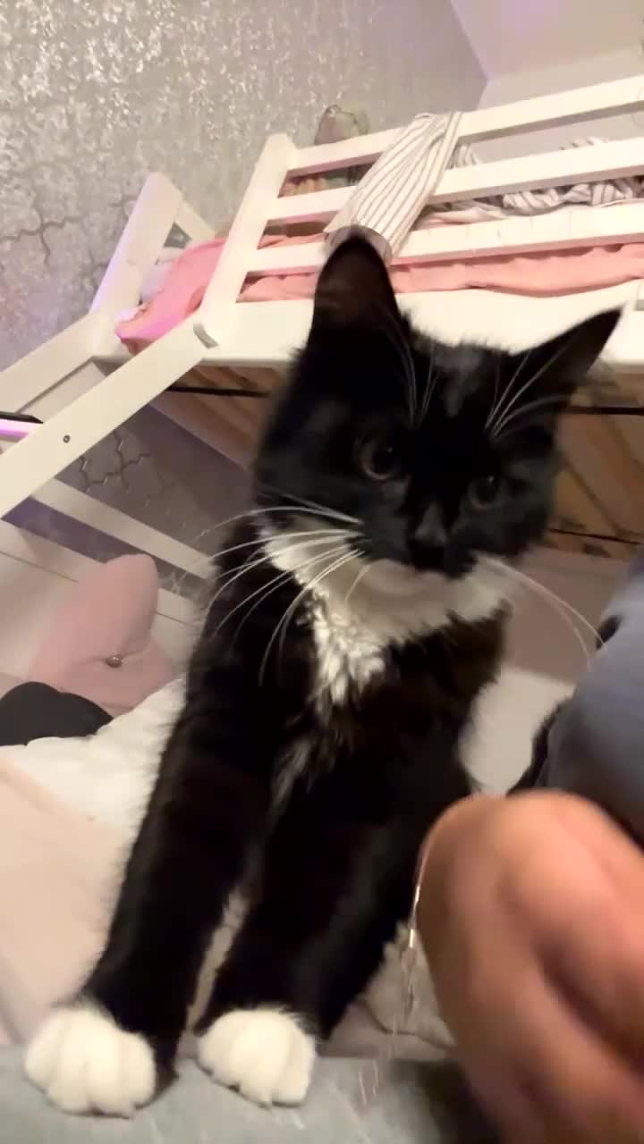Mixed Breed cats for sale: 2 female tuxedo cats  - Video 1