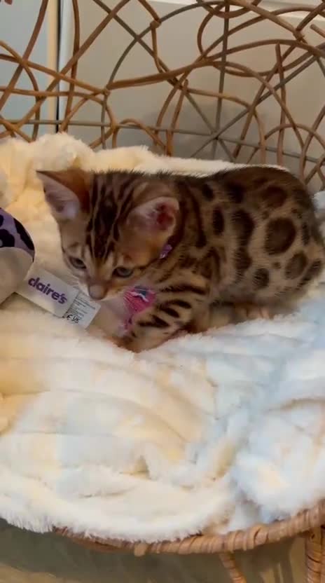 Bengal cats for sale: ❤️ Stunning Pure Bengal Kittens ❤️ - Video 5