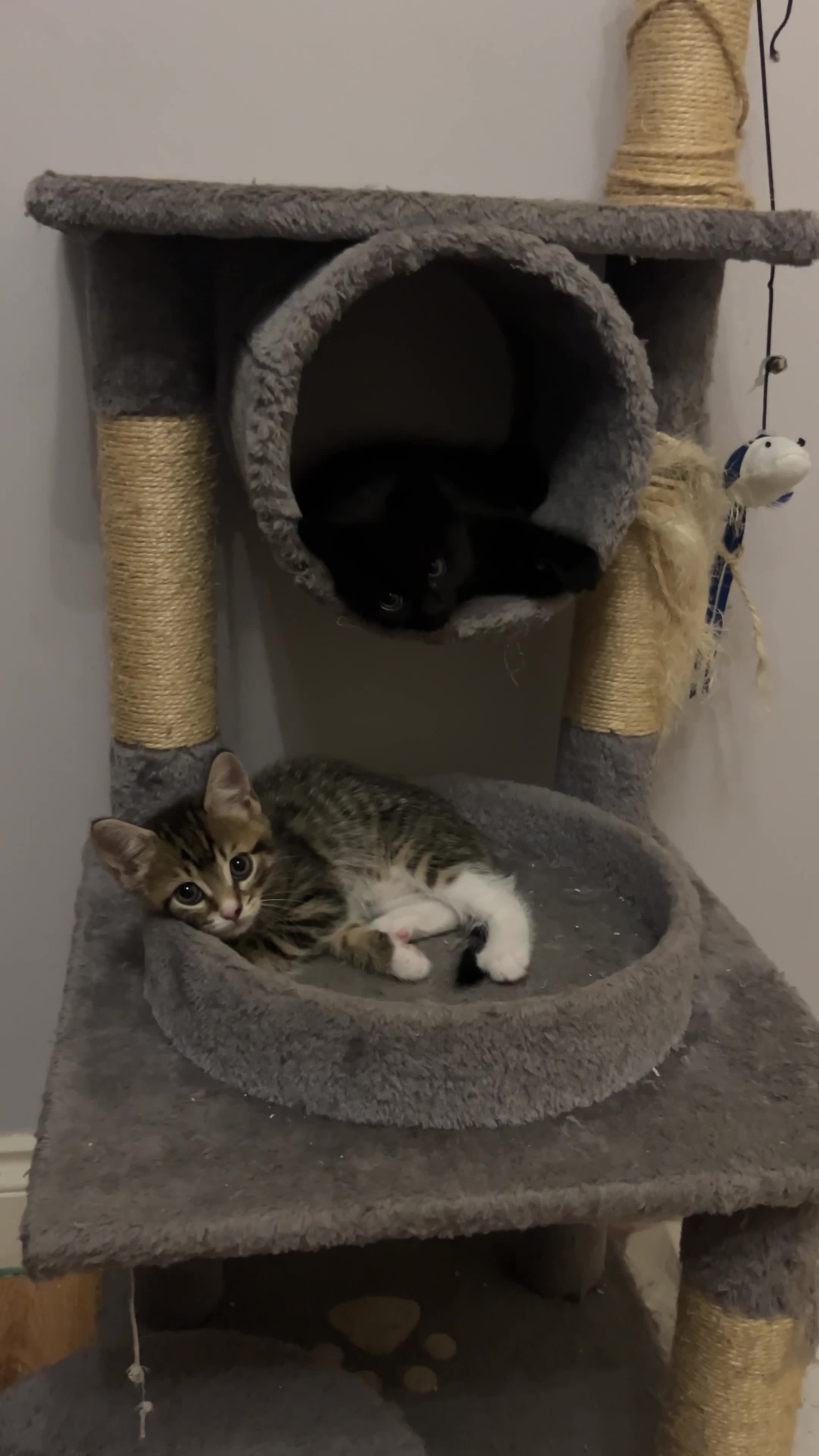 Mixed Breed cats for sale: Kittens - Video 1