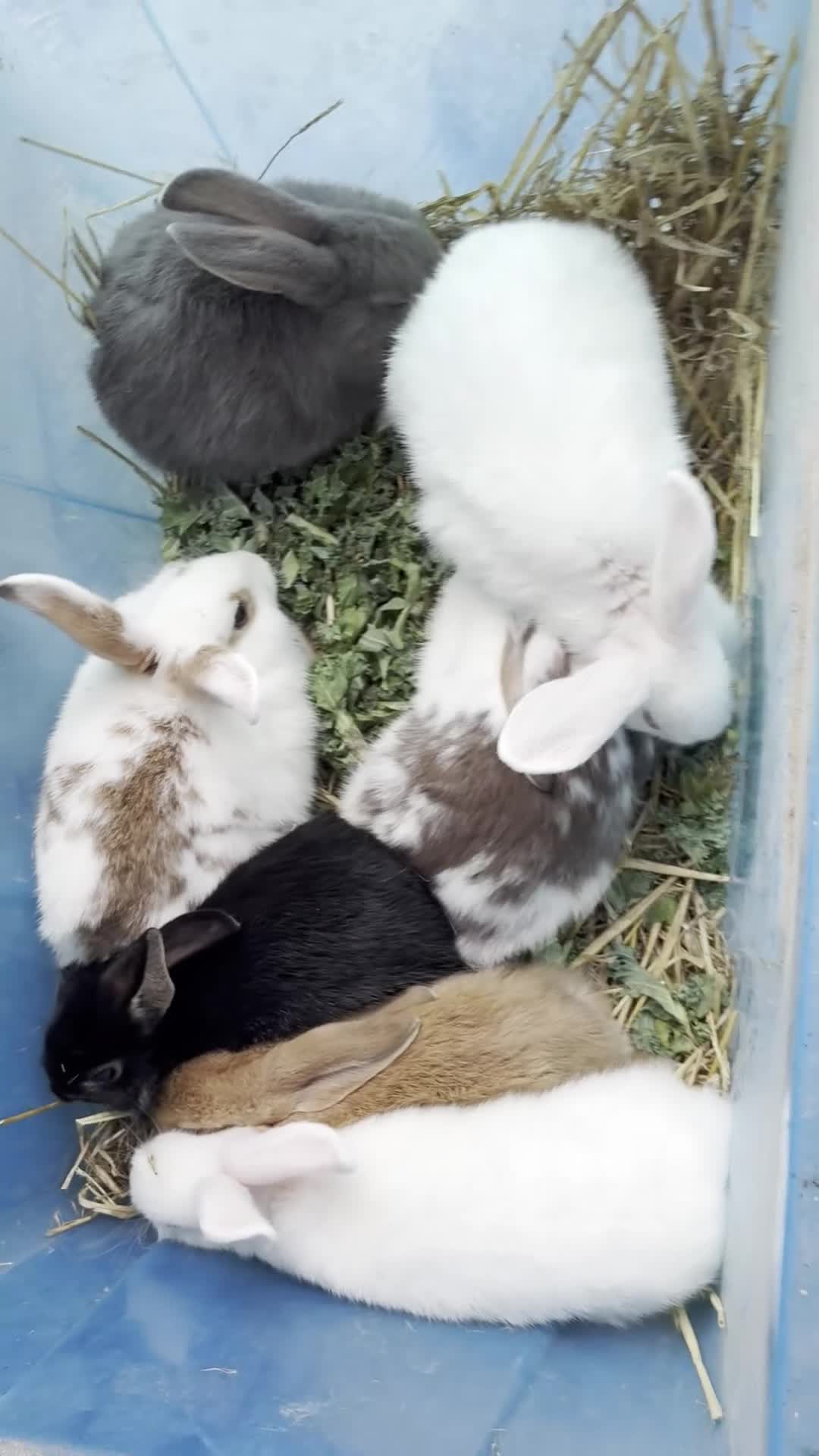 Mixed Breed rabbits for sale: Beautiful Mixed Breed Baby Rabbits  - Video 1