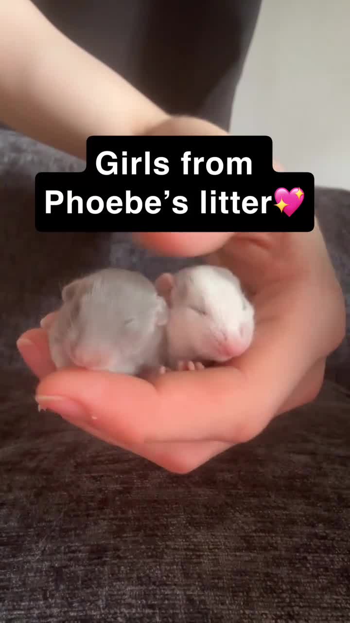 Rat rodents for sale: Pure Siamese and mixed Siamese babies  - Video 2