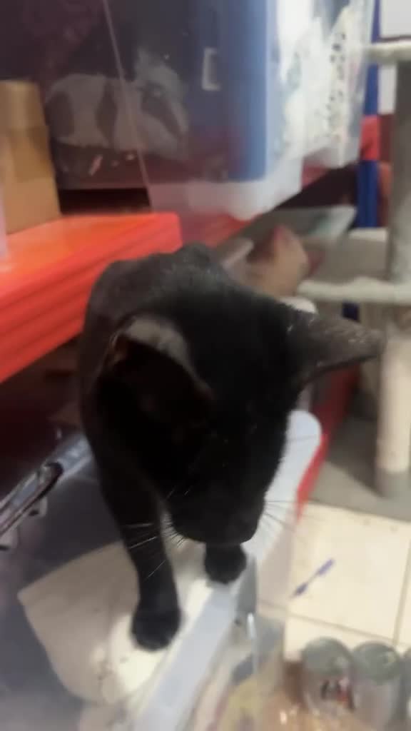 Arabian Mau cats for adoption: Granny  - Video 2