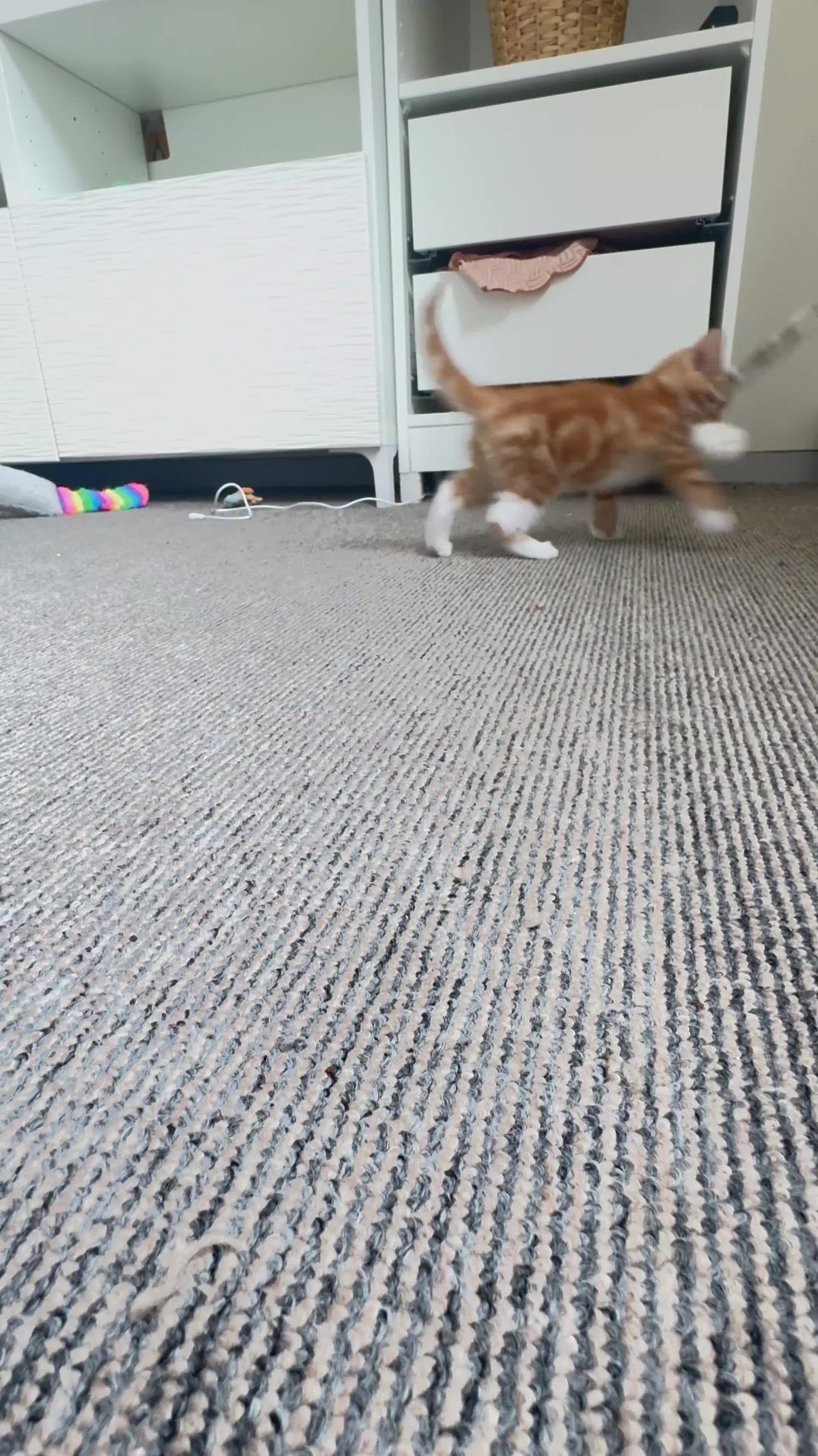 Mixed Breed cats for sale: Kitten - Video 2