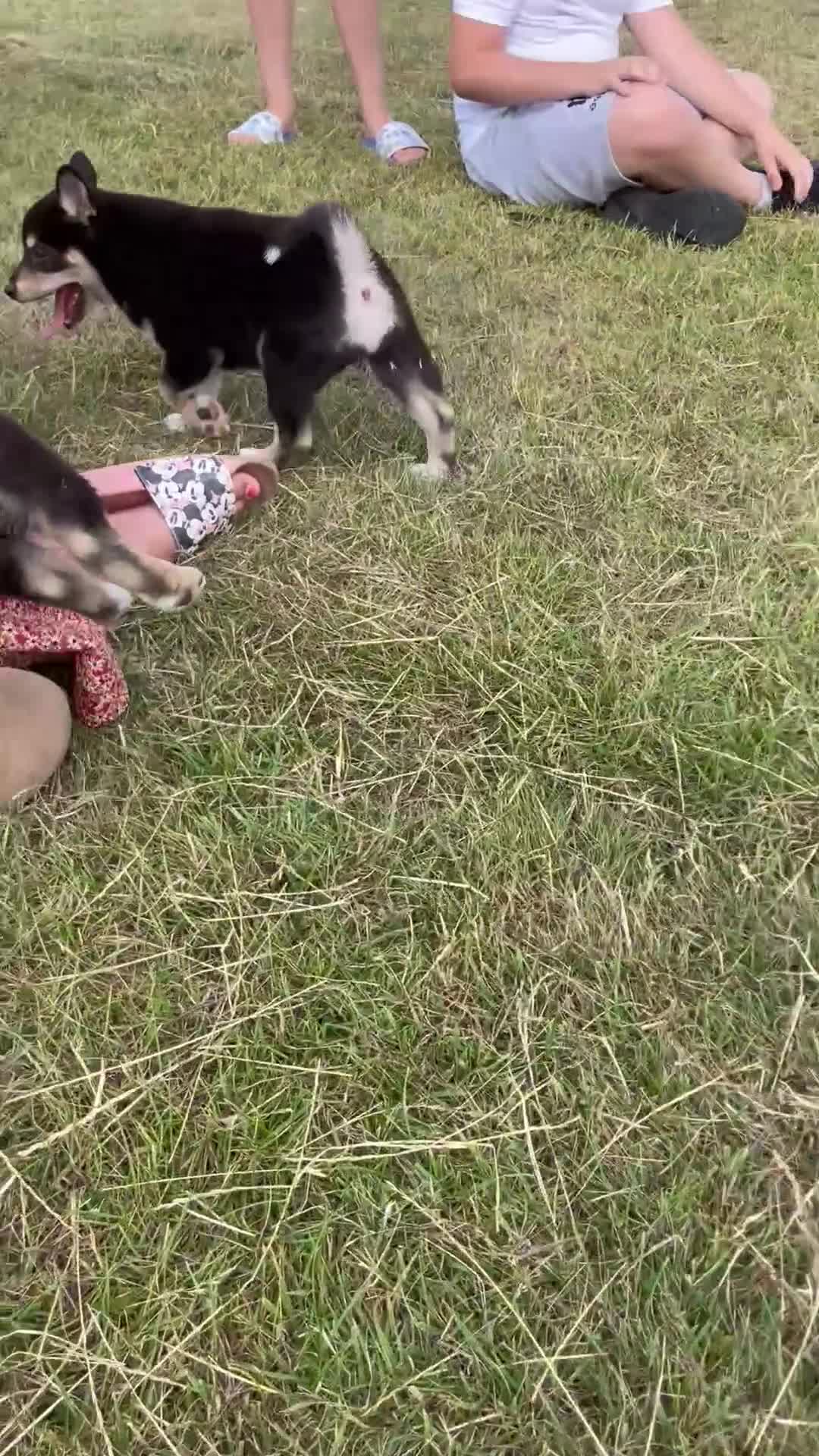 Japanese Shiba Inu dogs for sale: Shiba Inu  - Video 1