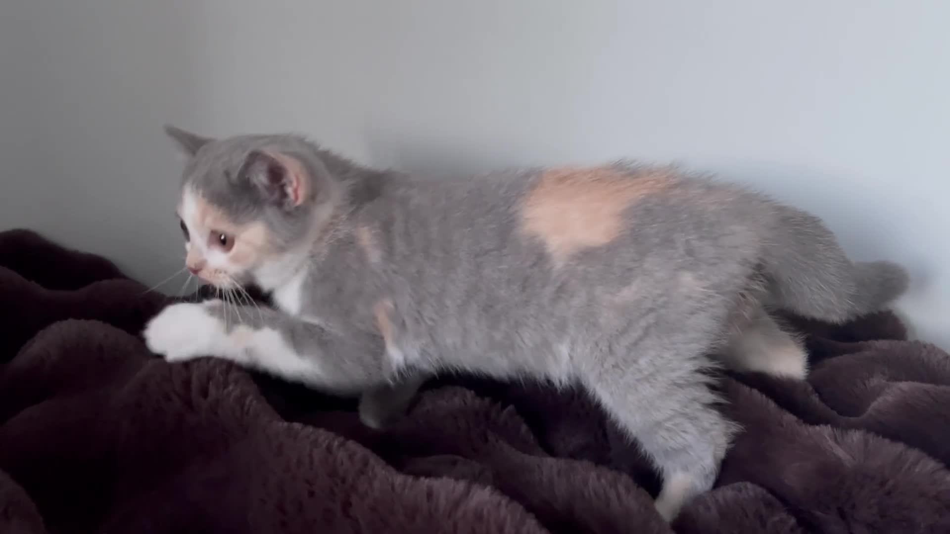 British Shorthair cats for sale: British Shorthair  - Video 1
